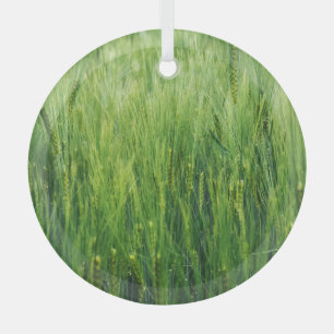 Green barley field, spring closeup. glass tree decoration