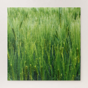 Green barley field, spring closeup. jigsaw puzzle