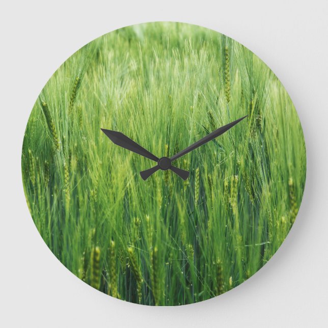 Green barley field, spring closeup. large clock (Front)