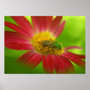 Green Bee & Daisy Poster or Print
