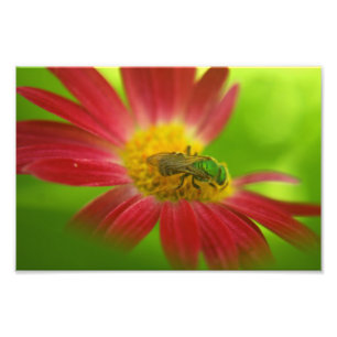 Green Bee on Painted Daisy Photo Print