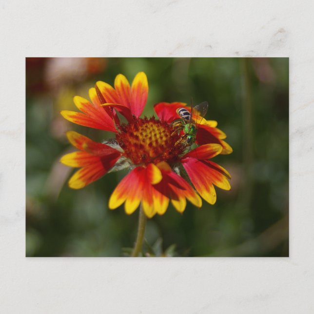 Green Bee Postcard (Front)