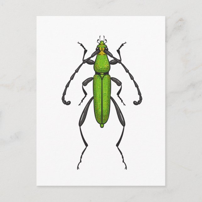 Green beetle postcard (Front)