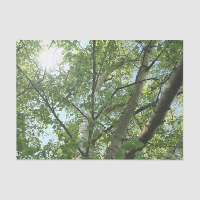 green birch on tree against blue sky tissue paper (Front)