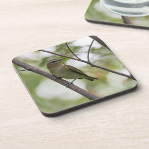 Green Bird, Red-Eyed Vireo, Canadian Photography Coaster