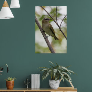 Green Bird, Red-Eyed Vireo, Canadian Photography Poster