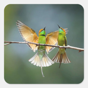 Green Birds Frolic in the Trees Photograph Square Sticker
