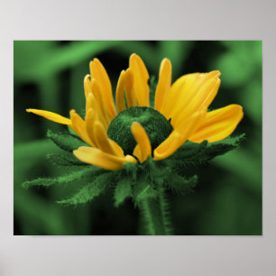 Green Black Eyed Susan Abstract Flower Art Poster