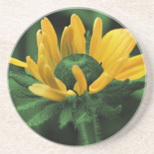 Green Black Eyed Susan Floral Coaster