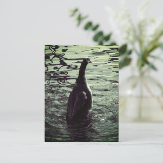 Green Black Photo Duck Postcard