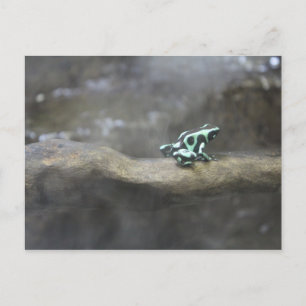 Green & Black Poison Dart Frog # 1 Postcard