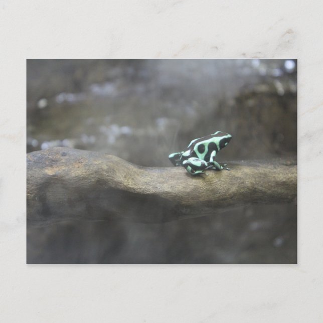 Green & Black Poison Dart Frog # 1 Postcard (Front)