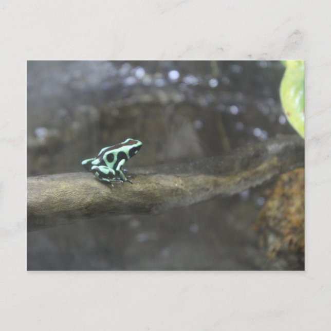 Green & Black Poison Dart Frog # 2 Postcard (Front)