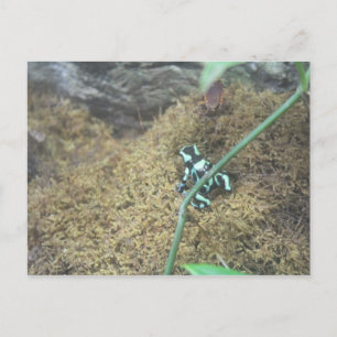 Green & Black Poison Dart Frog # 5 Postcard
