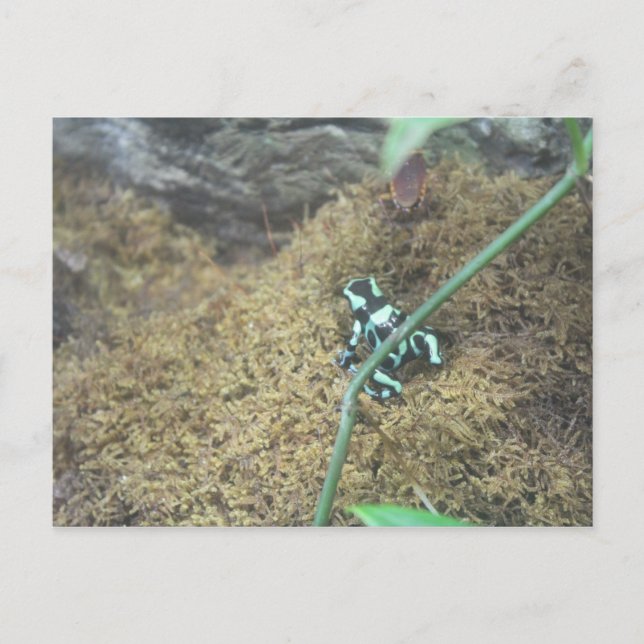 Green & Black Poison Dart Frog # 5 Postcard (Front)