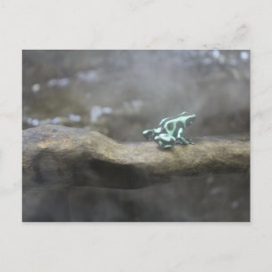Green & Black Poison Dart Frog # 7 Postcard