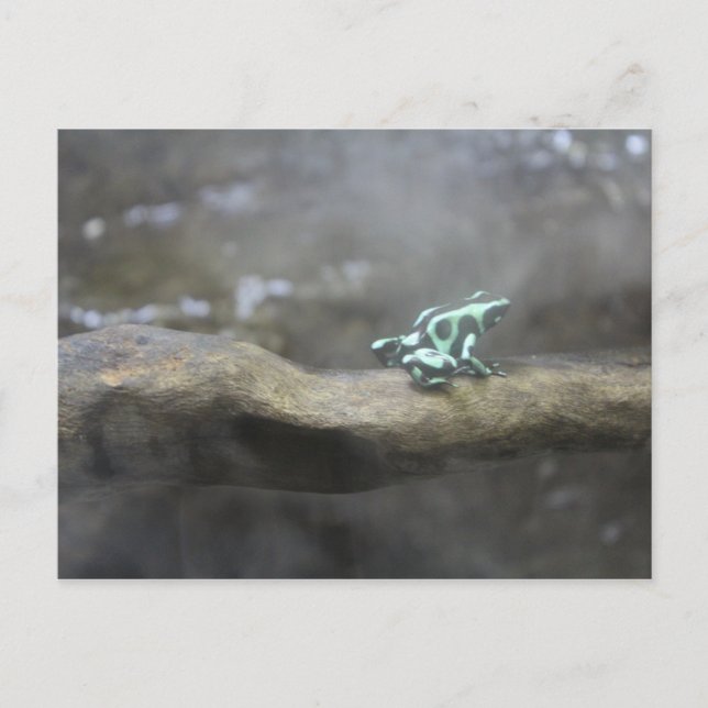 Green & Black Poison Dart Frog # 7 Postcard (Front)