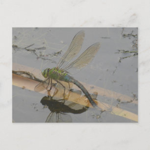 Green-Blue Dragonfly DIY Postcard