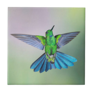 Green & Blue Hummingbird Ceramic Tile
