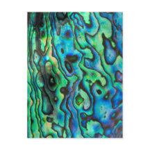 Green blue paua abalone shell