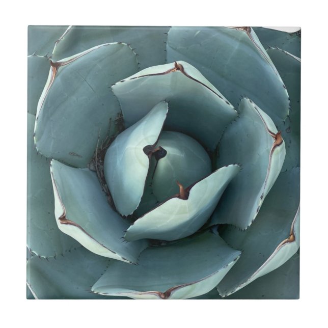 Green Botanical Desert Succulent Ceramic Tile (Front)