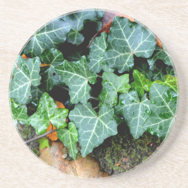 Green botanical Ivy and field stone Coaster (Front)