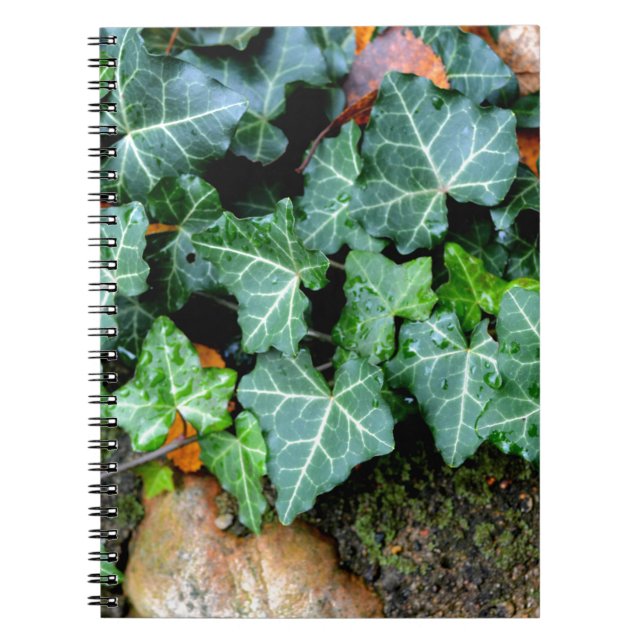Green botanical Ivy and field stone Notebook (Front)
