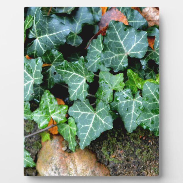 Green botanical Ivy and field stone Plaque (Front)