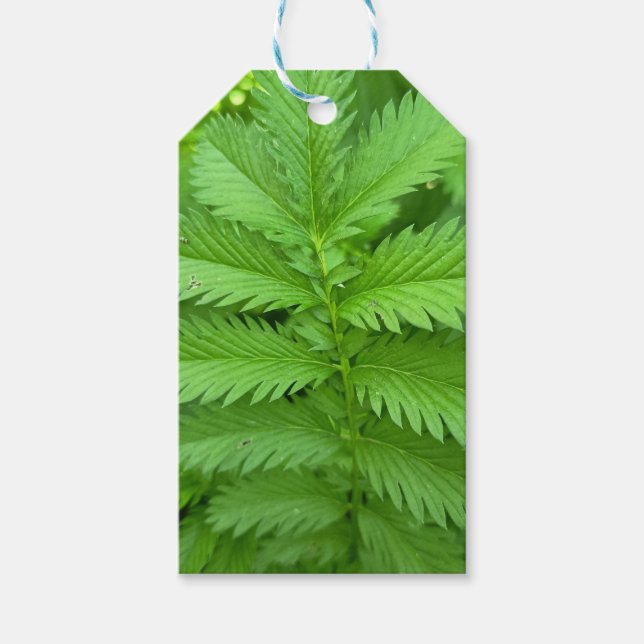 Green Botanical Leaves Gift Tag (Front)