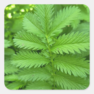 Green Botanical Leaves Square Sticker