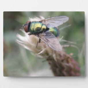 Green Bottle Fly Macro Plaque