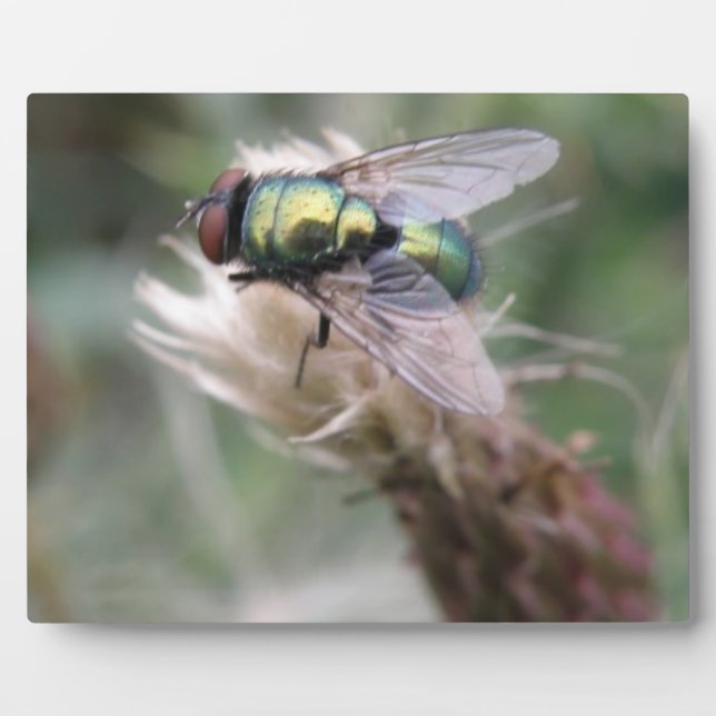 Green Bottle Fly Macro Plaque (Front)
