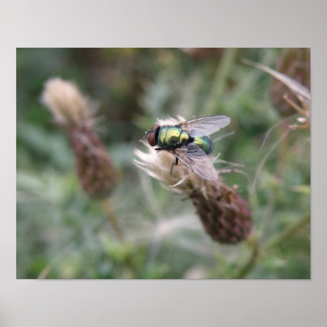 Green Bottle Fly Macro Poster (Front)