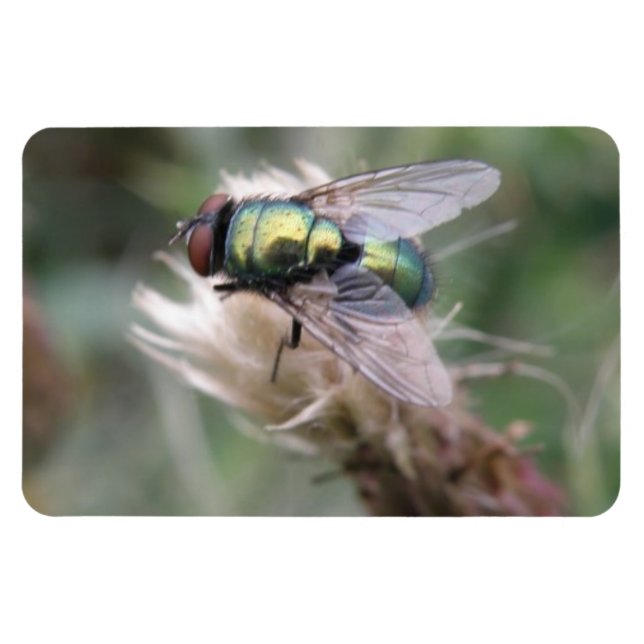 Green Bottle Fly Macro Premium Magnet (Horizontal)
