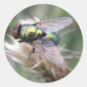Green Bottle Fly Macro Sticker