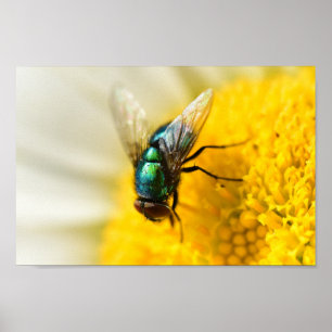 Green Bottle Fly Poster
