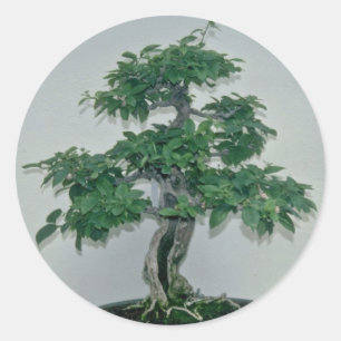 Green Bougainvillea glabro (paper flower, 60 years Classic Round Sticker