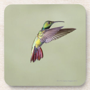 Green-breasted Mango Hummingbird Anthracocorax 2 Coaster
