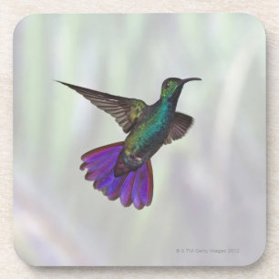 Green-breasted Mango Hummingbird Anthracocorax Coaster