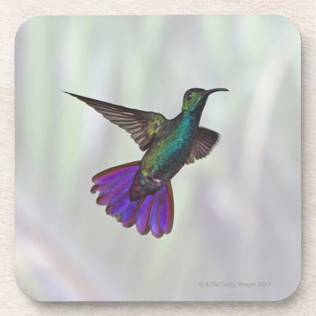 Green-breasted Mango Hummingbird Anthracocorax Coaster (Front)