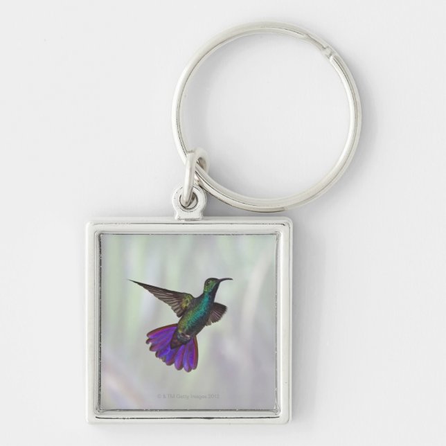 Green-breasted Mango Hummingbird Anthracocorax Key Ring (Front)