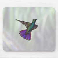 Green-breasted Mango Hummingbird Anthracocorax