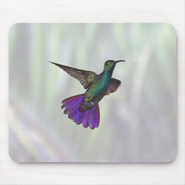 Green-breasted Mango Hummingbird Anthracocorax Mouse Pad (Front)