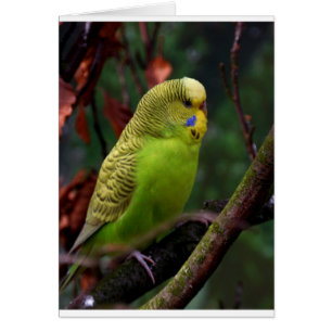 Green Budgie