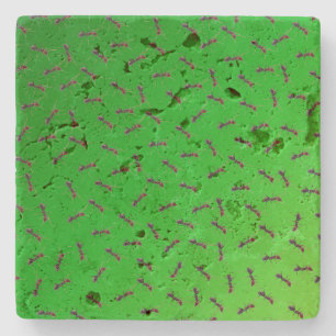 Green Bull Ants Design, Stone Coaster