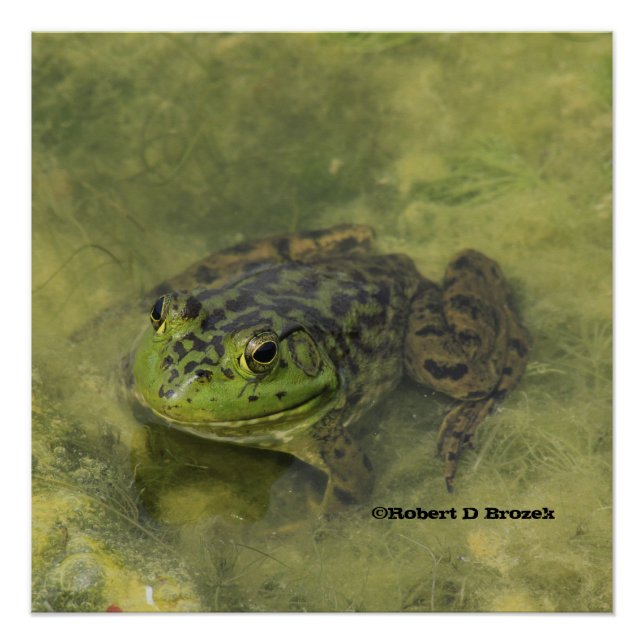 Green Bull Frog Shot closeup Poster (Front)