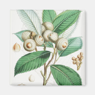 Green Bull Oak Magnet