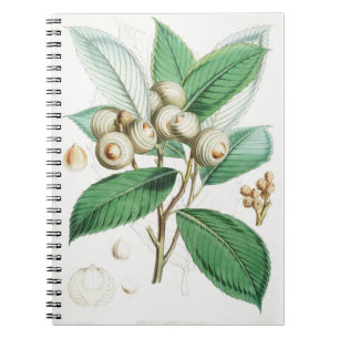 Green Bull Oak Notebook