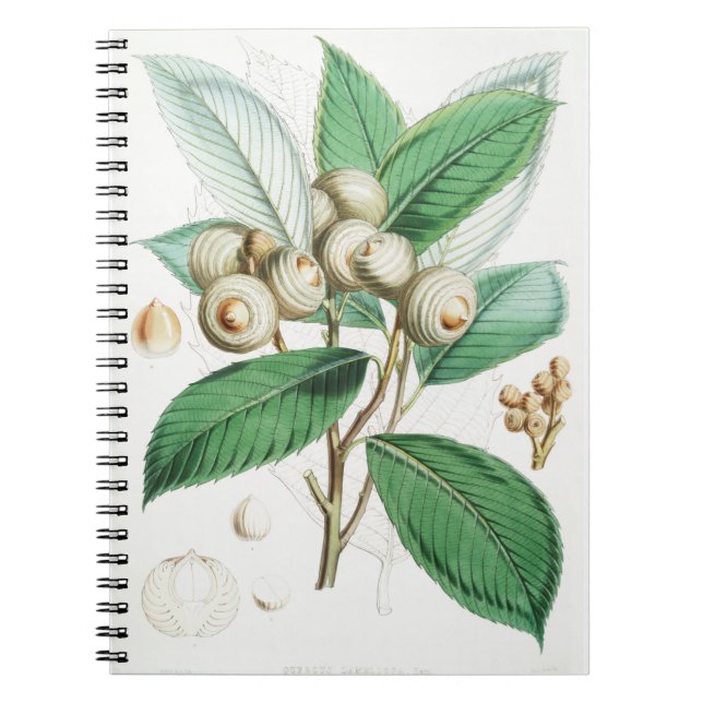 Green Bull Oak Notebook (Front)