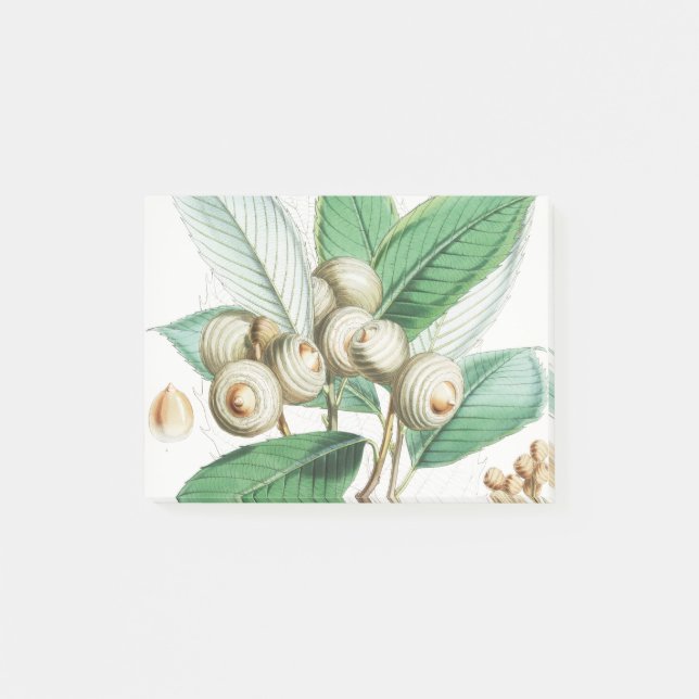 Green Bull Oak Post-it Notes (Front)